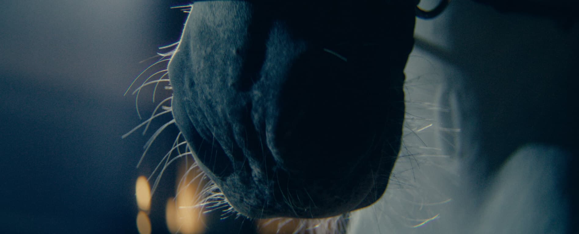 El renacer de una raza