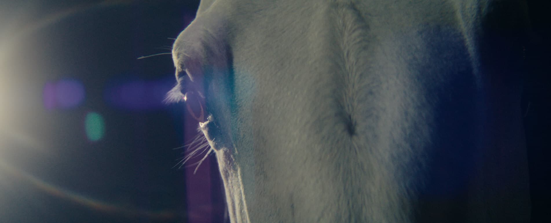 El renacer de una raza